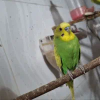 مرغ عشق|پرنده|بیرجند, |دیوار