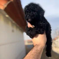 پودل بلک نر