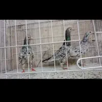 3عدد کبوتر ماده سار درجه یک