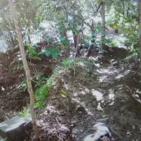 باغ داخل بافت روستای وامکوه .برغان