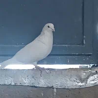 پلاکی|پرنده|شیراز, گویم|دیوار