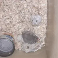 همستر کمپل|موش و خرگوش|تهران, پاسداران|دیوار