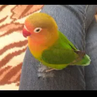 طوطی کوتوله برزیلی فول فول اهلی و دستی|پرنده|تبریز, |دیوار