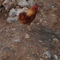 فروش مرغ و خروس