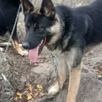 سگ ژرمن شپرد|سگ|رودبار, |دیوار