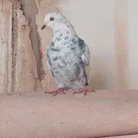 کبوتر پرشی بازی دار|پرنده|اردکان, |دیوار