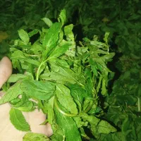 سبزی قرمه سبزی