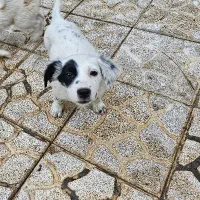 توله سگ اشپیتز