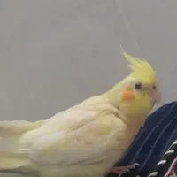 عروس هلندی گم شده|حیوانات|قم, نیروگاه|دیوار