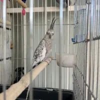 عروس هلندی|پرنده|قزوین, |دیوار