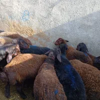 چهارده تاعدد بره ماده|حیوانات مزرعه|میان جلگه, |دیوار