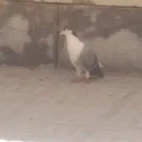 دوعدد نر دمگیر حسابی دم لول