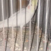 عروس هلندی|پرنده|ماهان, |دیوار