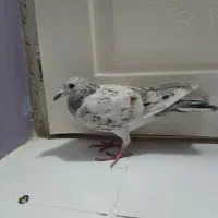 کفتر