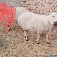 ستا بره ویک کهره ودوتا میش|حیوانات مزرعه|بیرجند, |دیوار