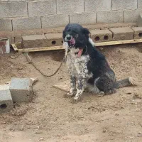 سگ نگهبان 12