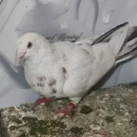 کفتر|پرنده|دورود, |دیوار