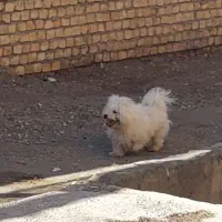 سگ پاپی شیتزو