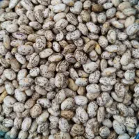 لوبیا چیتی تازه
