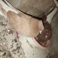 دم سفید|پرنده|گنبد کاووس, |دیوار