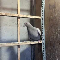 کاغذی نر زد و خوردی موقلف خطی|پرنده|قزوین, |دیوار