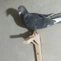 کفتر|پرنده|شیراز, محراب|دیوار