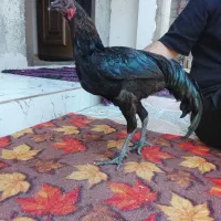 نیمچه خروس سیاه اندونزی نژاد نایاب لاکندور