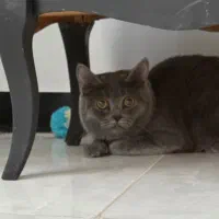 واگذاری گربه بریتیش بلو ماده