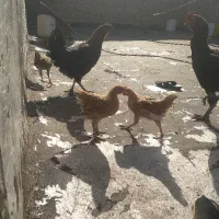مرغ وجوجه