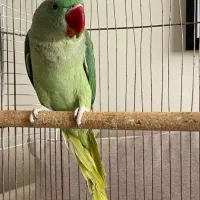 شاه طوطی گم شده