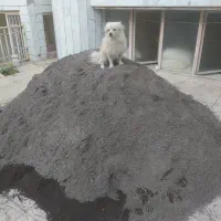 سگ پاکوتاه طرفای هنرستان گمشده|سگ|زنجان, |دیوار