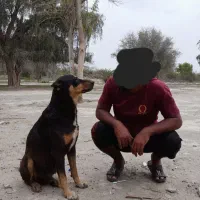 سگ نر فروشی