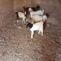 بزوکهره