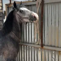 اسب نریون|اسب و تجهیزات اسب‌سواری|اصفهان, محمودآباد|دیوار