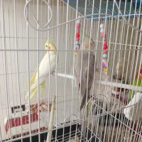 عروس هلندی دستی سه تا