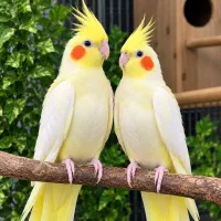 جفت عروس هلندی لوتینو جوان کارداده  سرحال