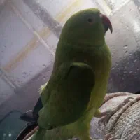 فروش فوری ملنگو ماده