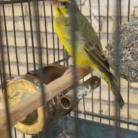 یاسمین نرمست بخون