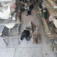 برهما اصل
