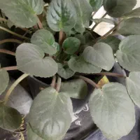 گل به قیمت عمده