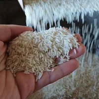 برنج دونوج و