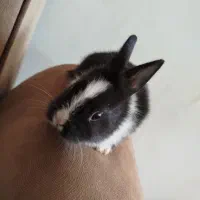 خرگوش