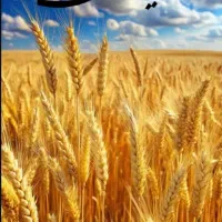 استخدام نیرو خانم