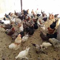 فروش تعدادی مرغ و خروس غاز و بوقلمون