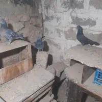 کبوتر پلاکی دورگ|پرنده|بهبهان, |دیوار