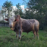 گاو نر ورزا