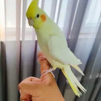 عروس هلندی