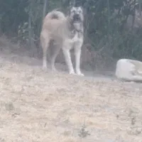 سگ گله ۹ماهه