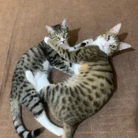واگذاری دوتا گربه نر و ماده