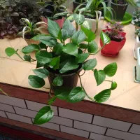گل مناسب برای محیط منزل وحیاط